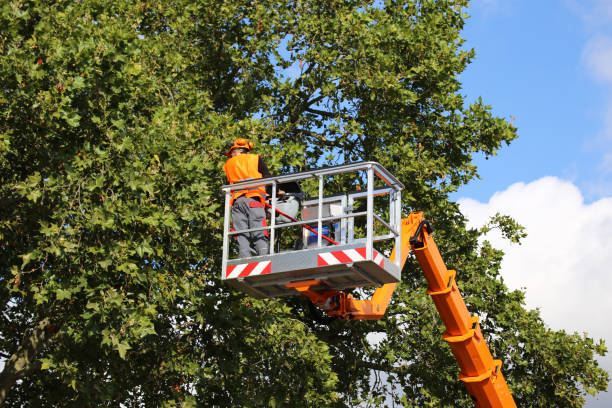 Best Tree Preservation Services  in Salamanca, NY